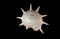 藏品(星螺)的圖片